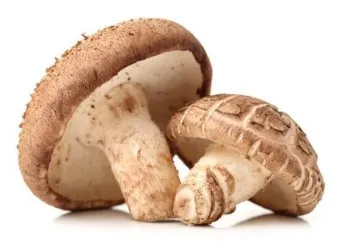 표고버섯 효능_23