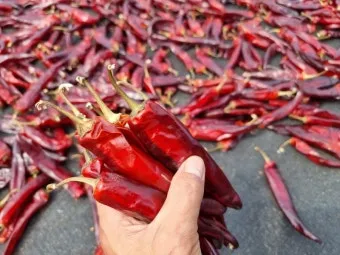 영양 고추 가격 시세 10근가격 현재 농산물 시세_5