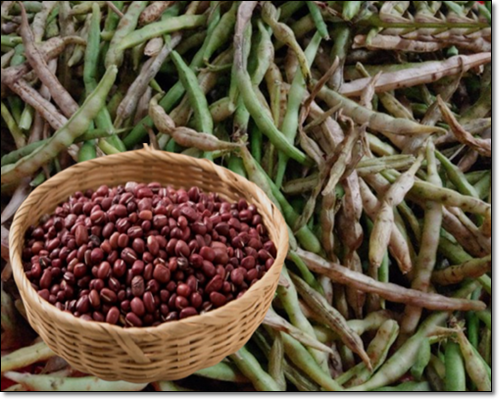 독소 배출에 도움이 되는 팥물 우리기