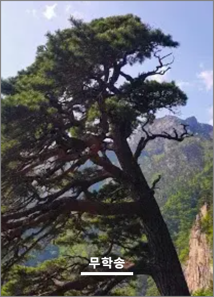 설악산 케이블카 추천 코스