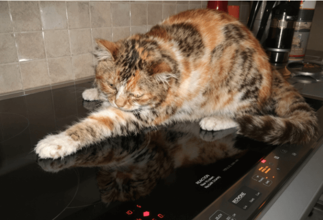 핫플레이트 vs 인덕션