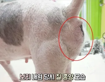 강아지 엉덩이 들이미는 이유 애정표현인지_11