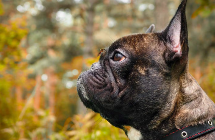 옆을 모는 강아지