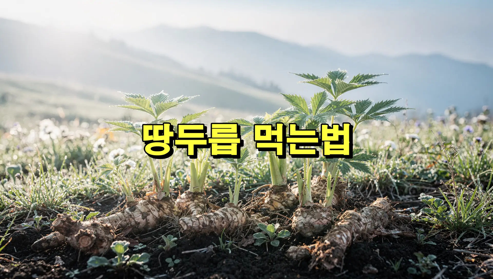 땅두릅 먹는법