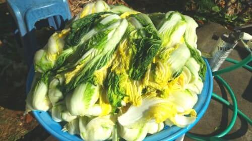 김장-담그기-배추-절이기-방법