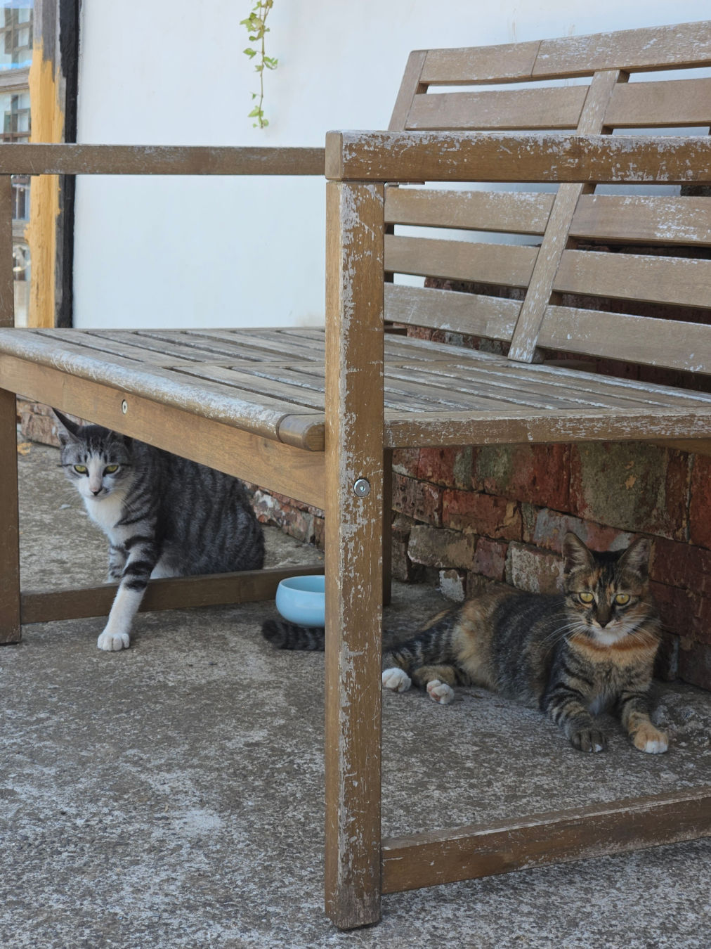 하도핑크 고양이