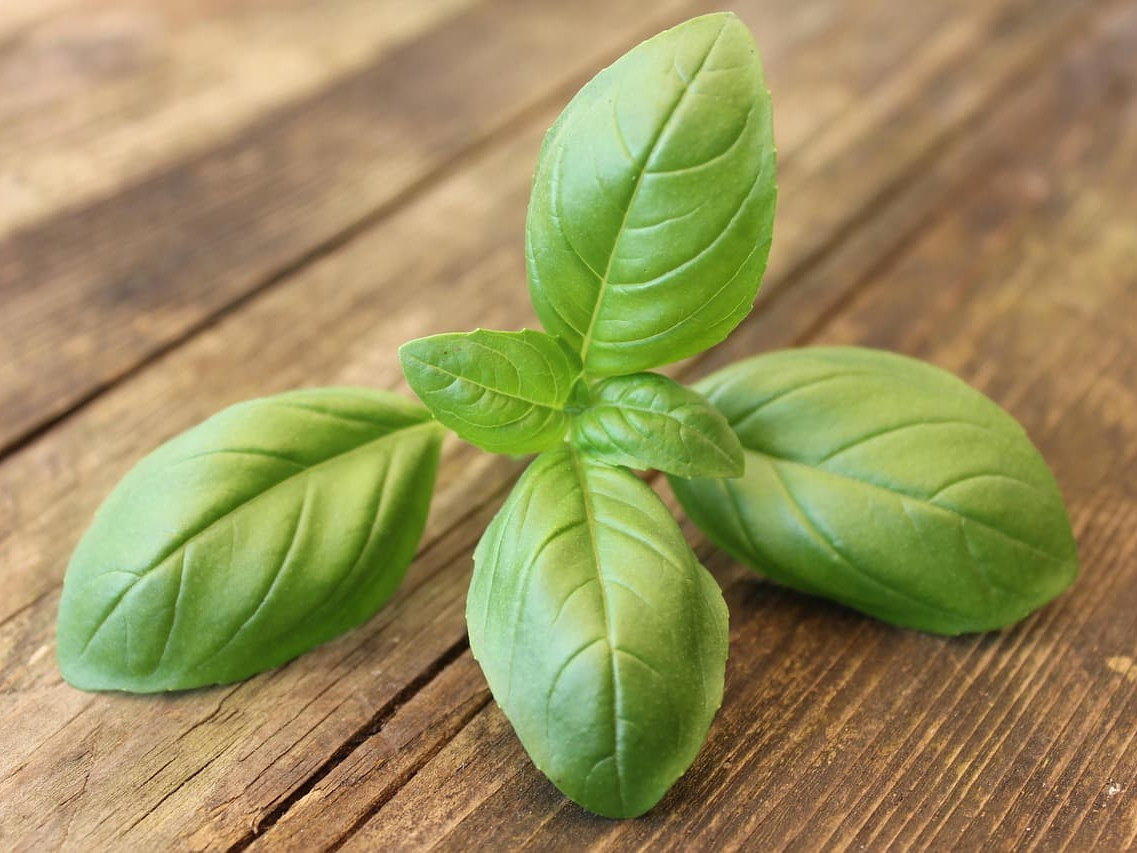 바질 특정 바이러스 억제 효과