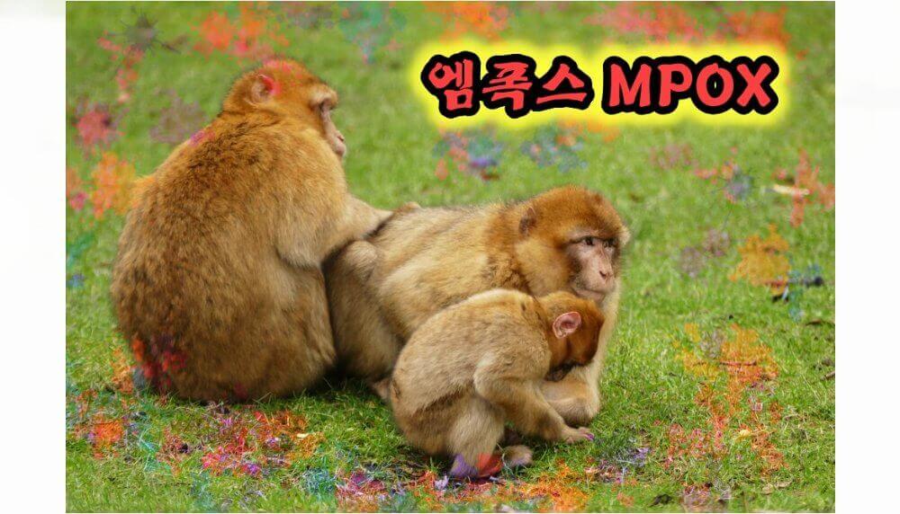 엠폭스-원숭이-세마리