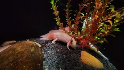 아쿠아 플라넷 제주