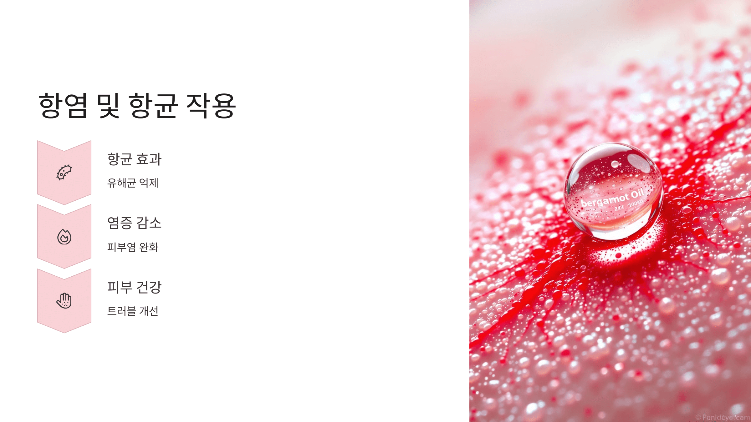 베르가못 사진입니다.