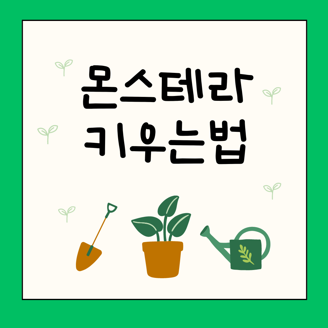 몬스테라 키우는법