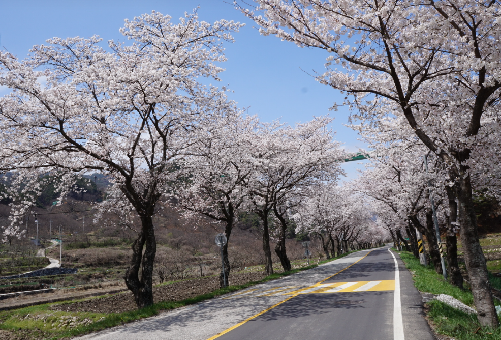 백전 오십리벚꽃길