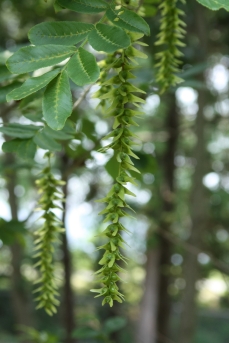 중국굴피나무 잎2