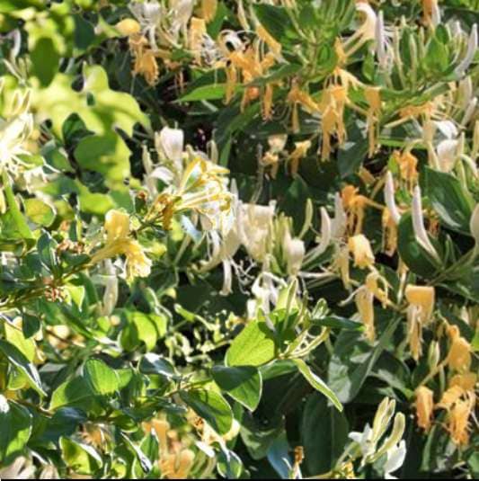 그린세라 F 원료가 되는 인동초꽃