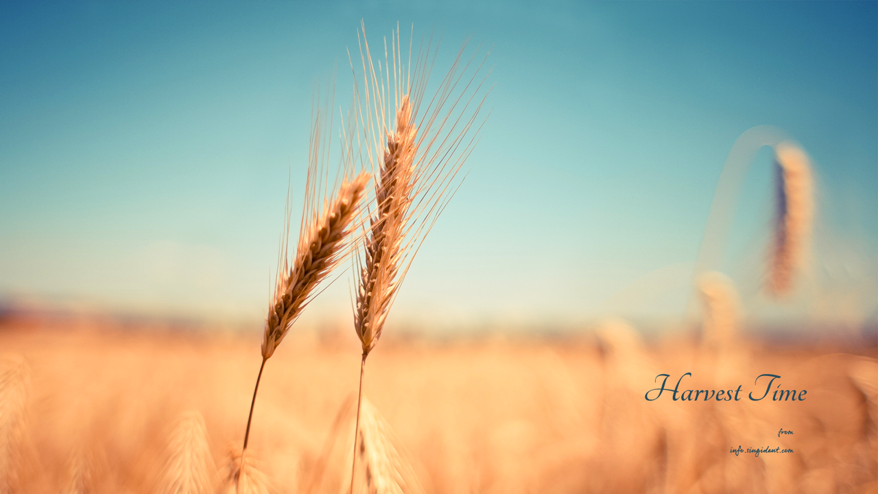 01 밀 C - Harvest Time 가을배경화면