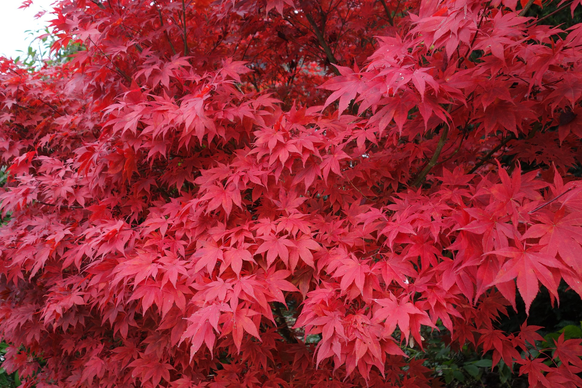 2025 일본 단풍 지도 한눈에 보기 🍁