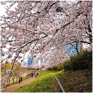 안양천제방벚꽃길