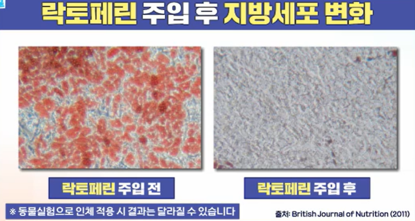 락토페린