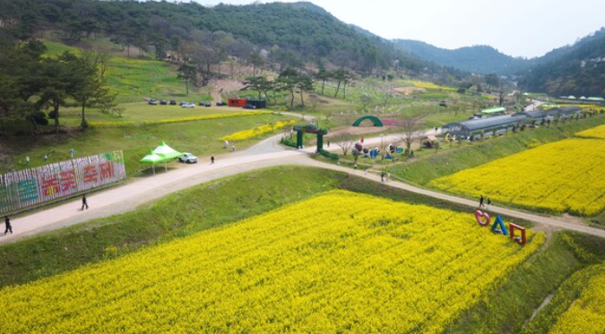 화순 고인돌 봄꽃축제