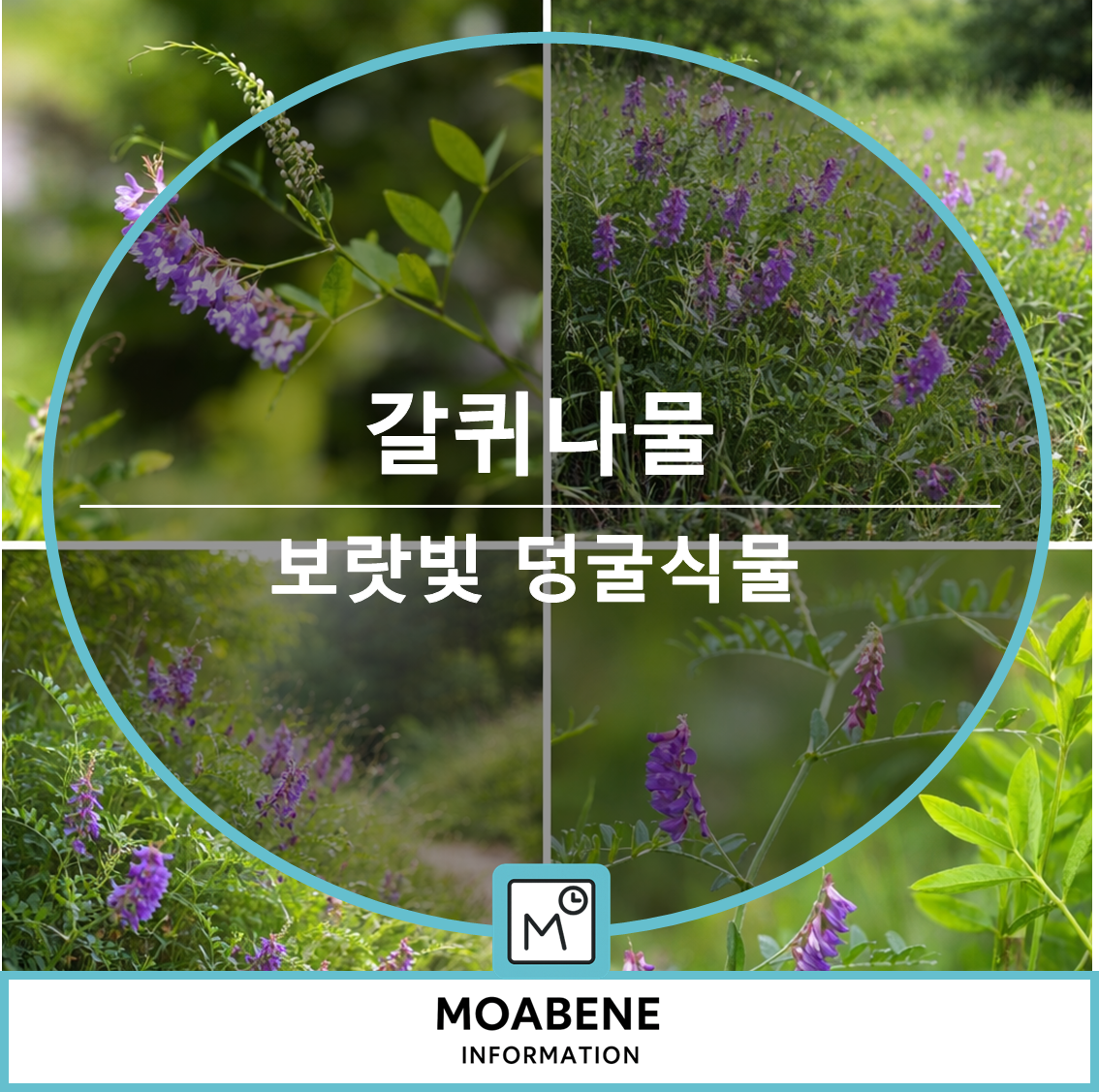 갈퀴나물, 들에서 만나는 보랏빛 덩굴식물의 특징과 활용 정보