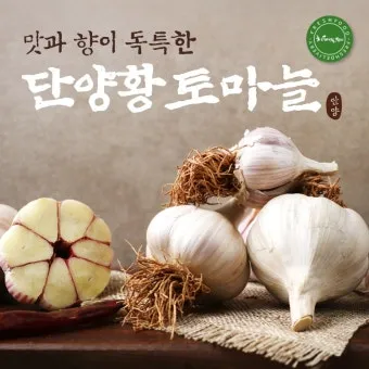 쪽마늘 재배 파종 깊이 흑비닐 피복 월동 준비_3
