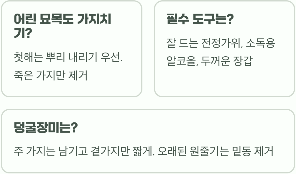 풍성한 꽃을 위한 장미 가지치기, 실패 없는 황금 시기와 방법 총정리