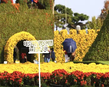 함평 국화축제_6