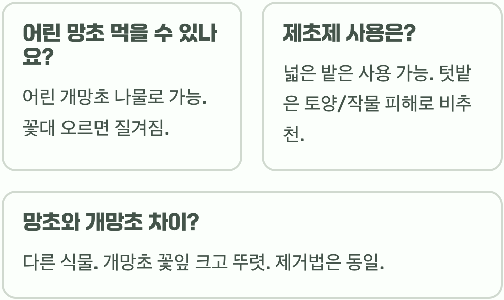 밭농사 망치는 주범, 지긋지긋한 망초꽃 뿌리까지 완벽 제거하는 법