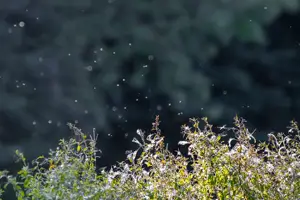 가을 모기 사진