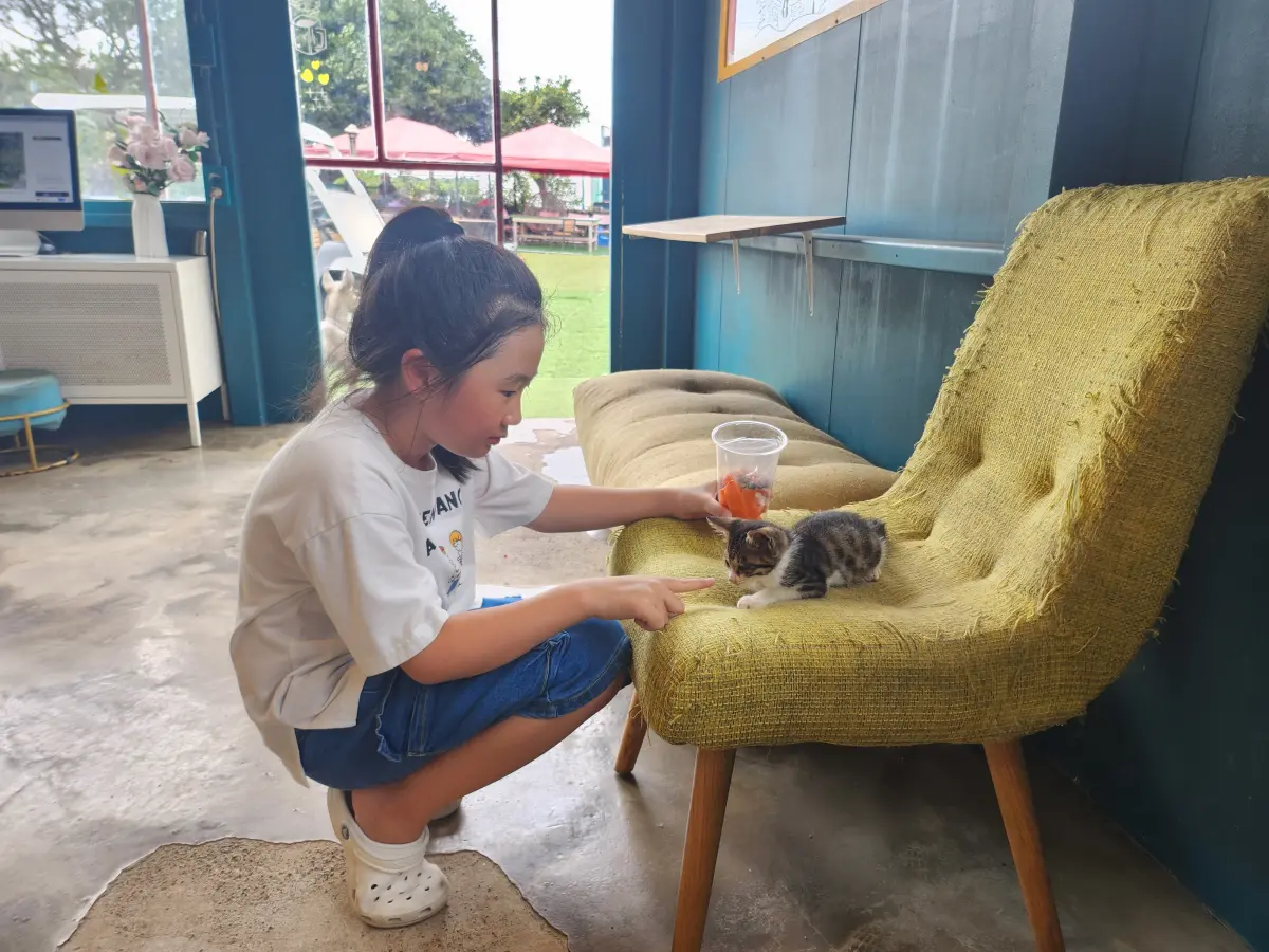 제주-아일랜드-플라워팜-동물원-의자위-아기-고양이
