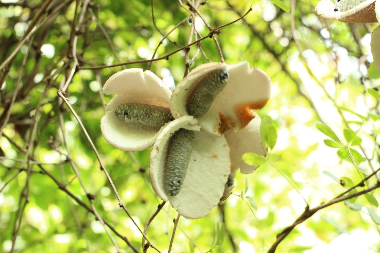 토종 식물이 정원과 환경에 가장 좋은 이유