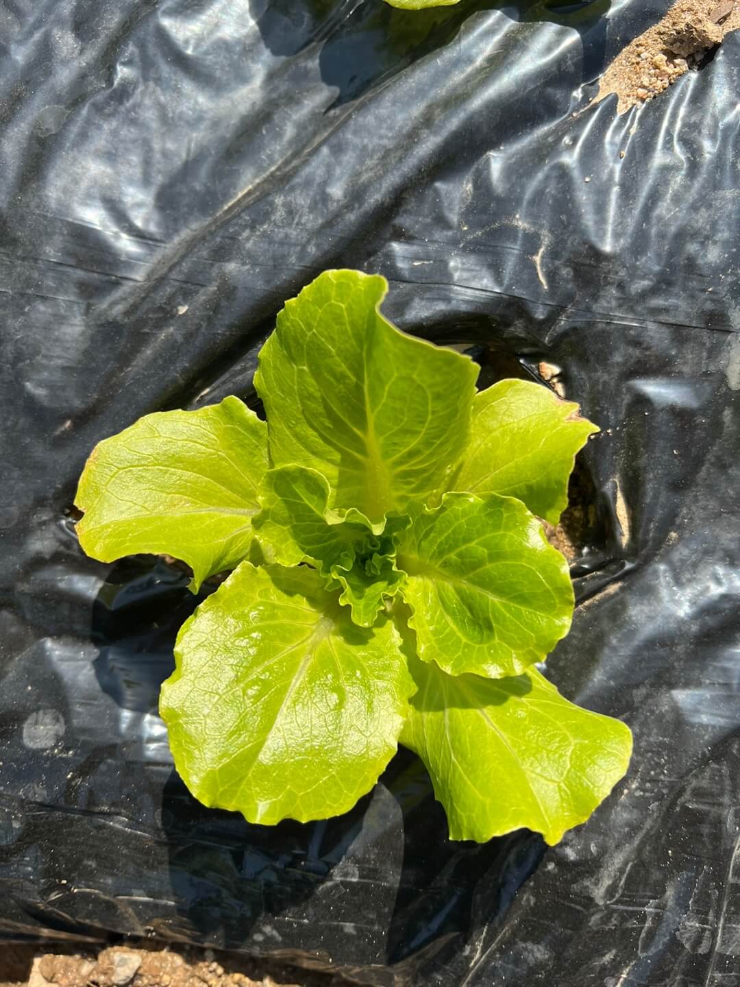 쌈채소 파종 1주일 뒤