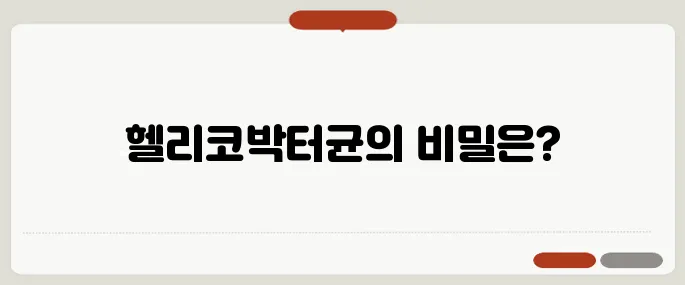 헬리코박터균 증상과 치료 방법 총정리!