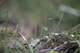 약용식물 가는잎산들깨 석향유 여름철 한방재 건강 효과_26
