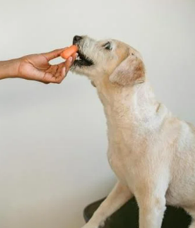강아지 식기 높이와 올바른 밥 먹는 자세