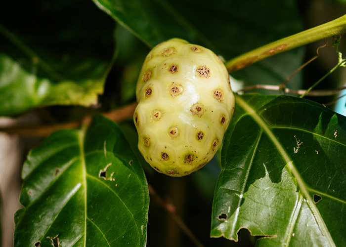 나무에 노니 열매가 열려있는 이미지