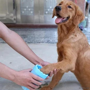 고양이 발톱 빠짐 피 염증_8