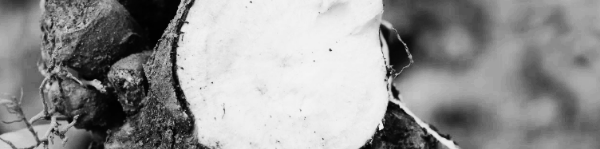 작약 재배법: 수확 시기