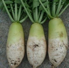 막-밭에서-뽑아왔는지-아직-흙이-묻어있는-무-세개