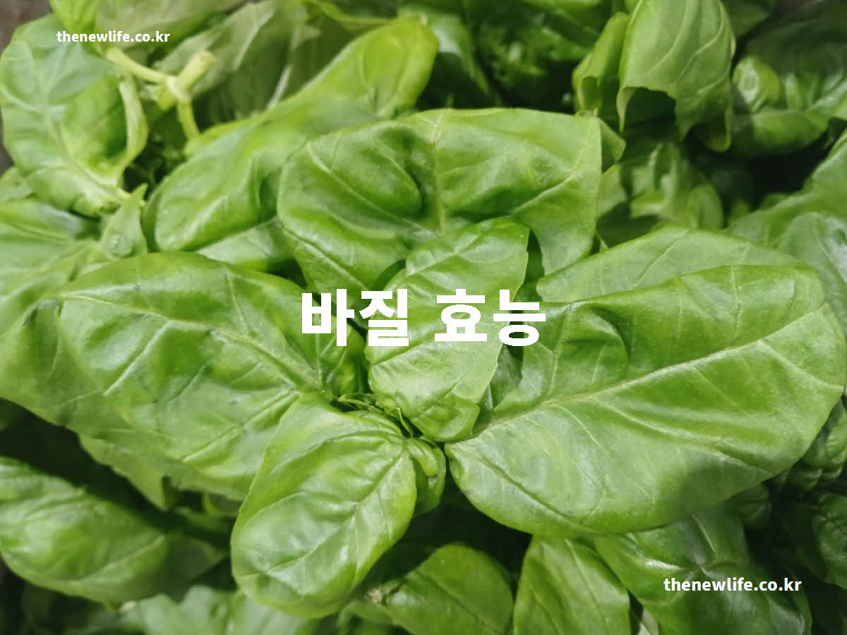바질 효능 대표 실사진