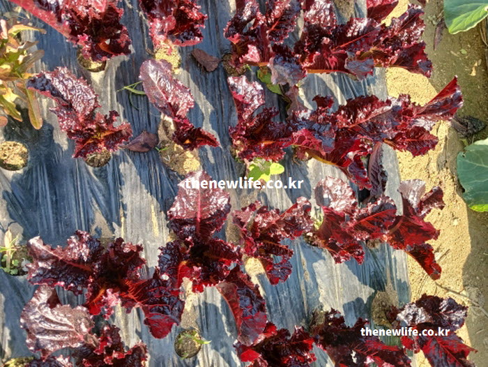 약물보다 안전하게 숙면을 돕는 건강한 천연 수면제로서의 상추