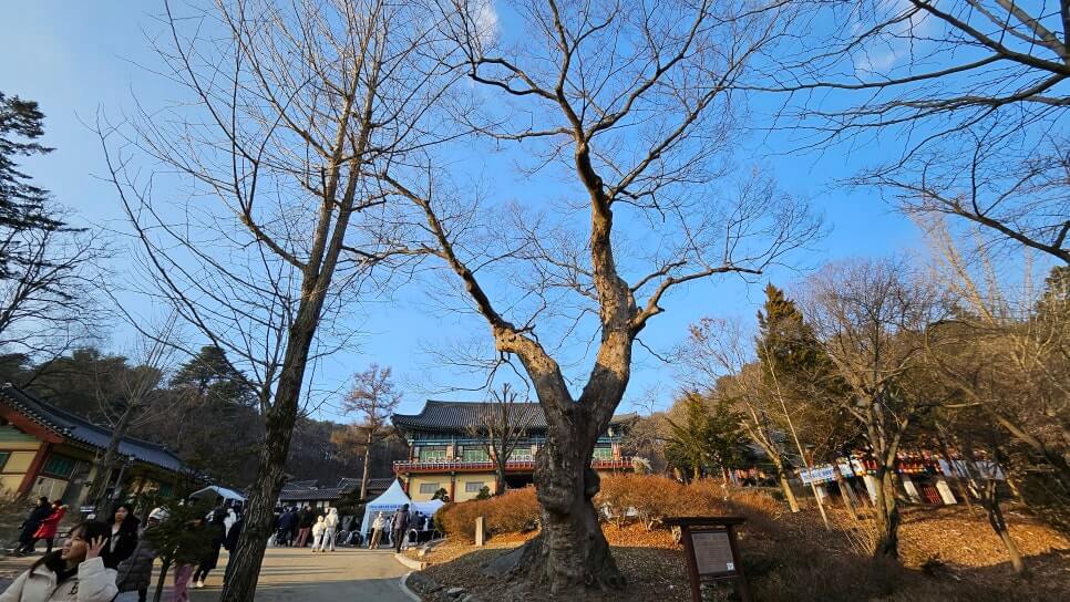 남양주 봉선사 : 광릉 숲의 정기와 세조의 넋이 머무는 천년고찰 광릉 숲 연꽃 힐링