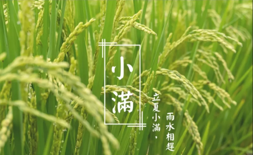 계절의 변화를 세분화한 24 절기 중 '소만' 이해하기