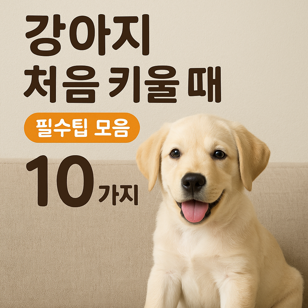 강아지 처음 키울때 주의사항