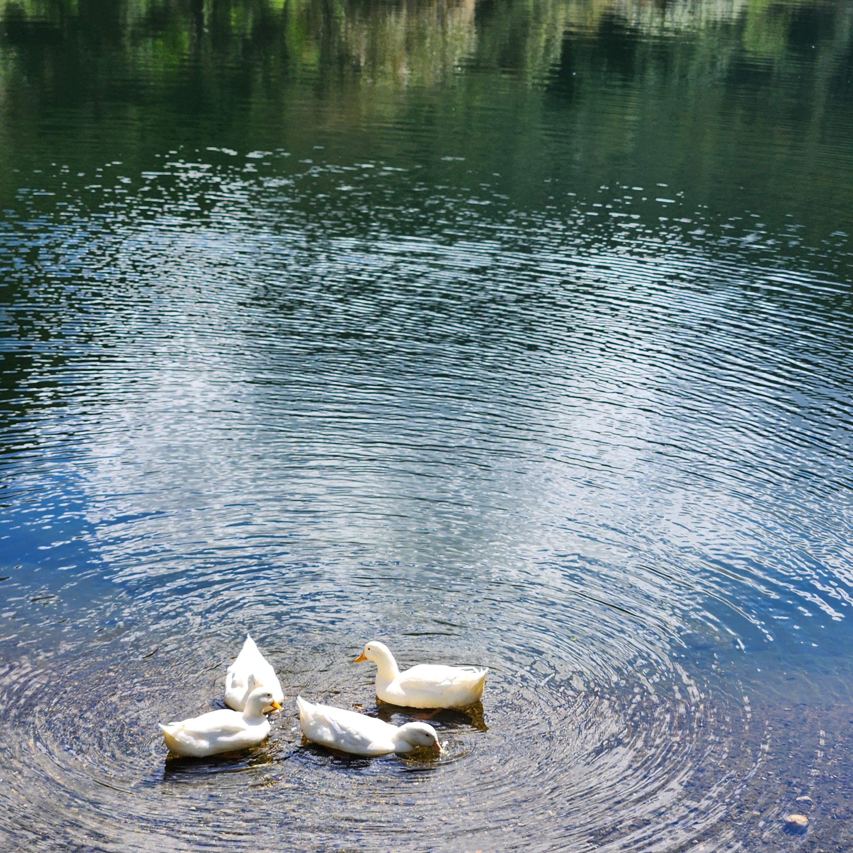 양평 도토리골 카페 - 거의 외국인데...? 사람 없는 히든 카페!
