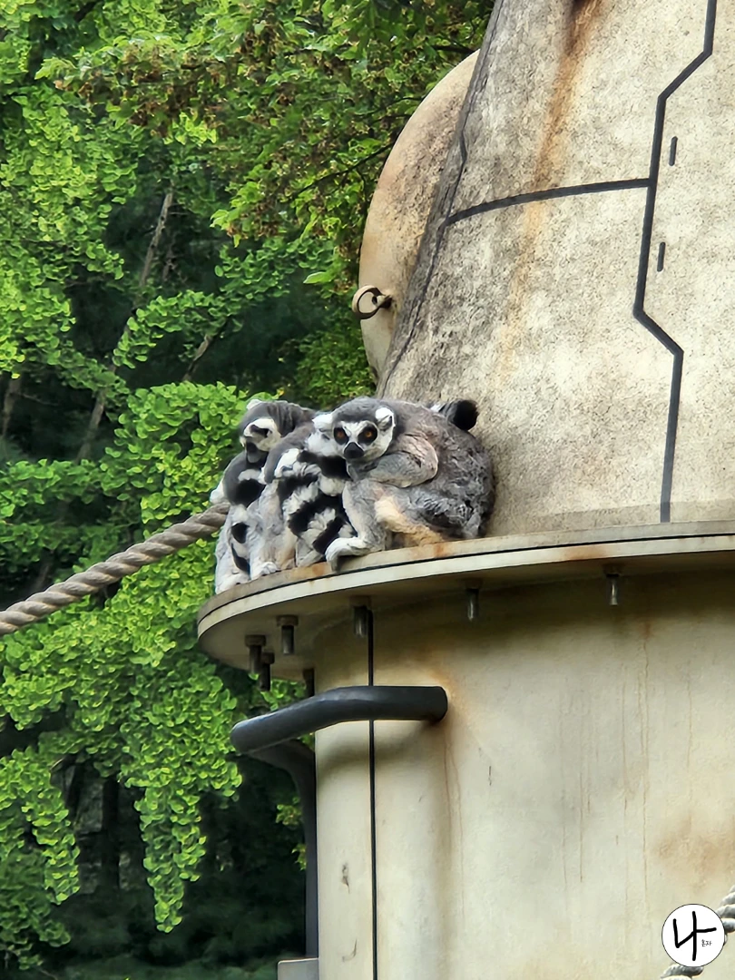 선반-위-알락꼬리여우원숭이들