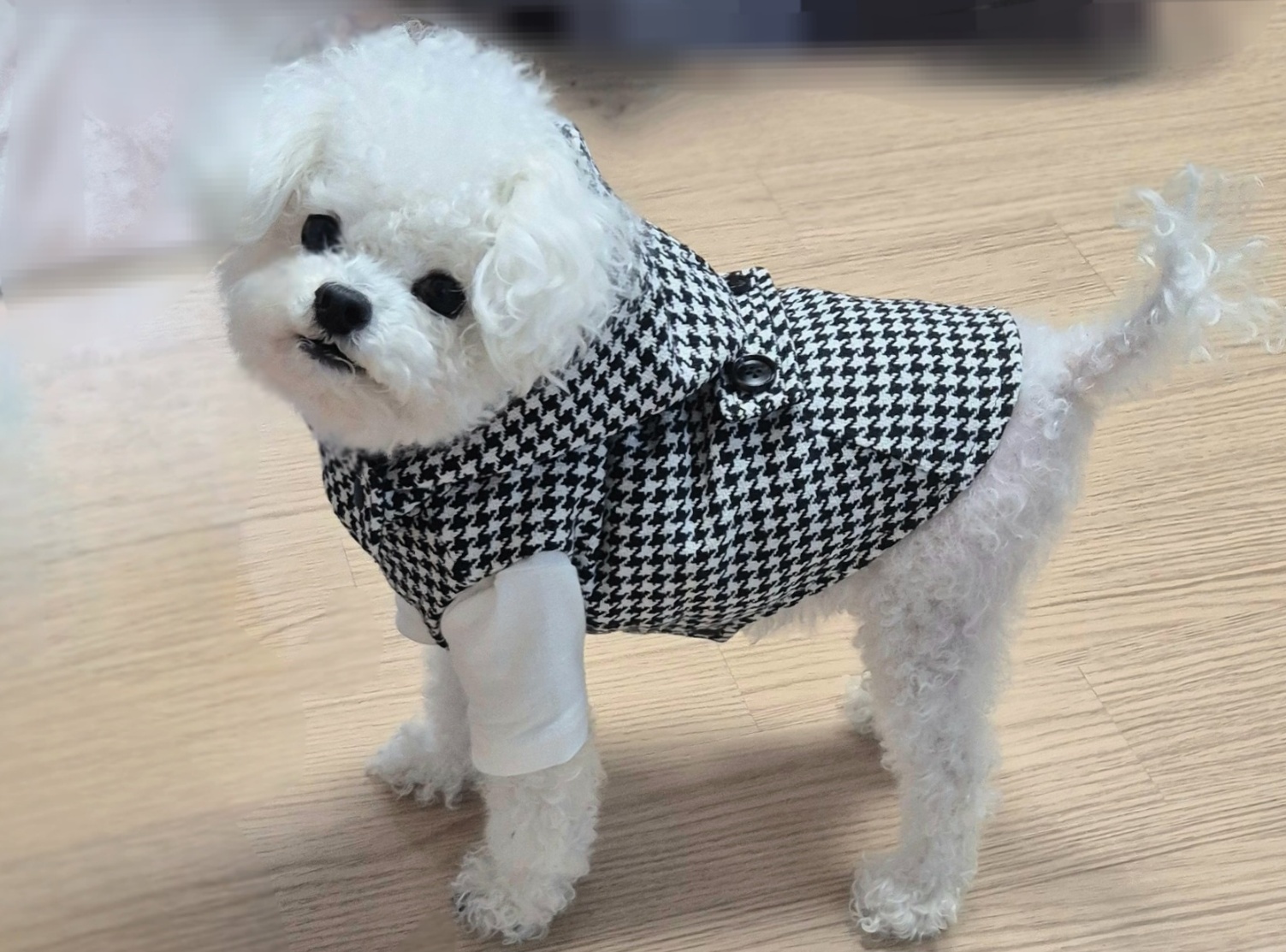 🐾 강아지 옷 만들기 첫걸음