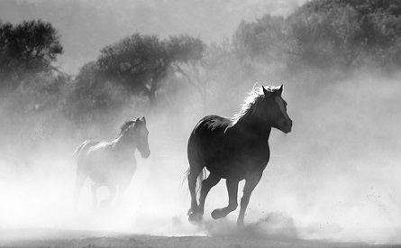 발기 부전 치료