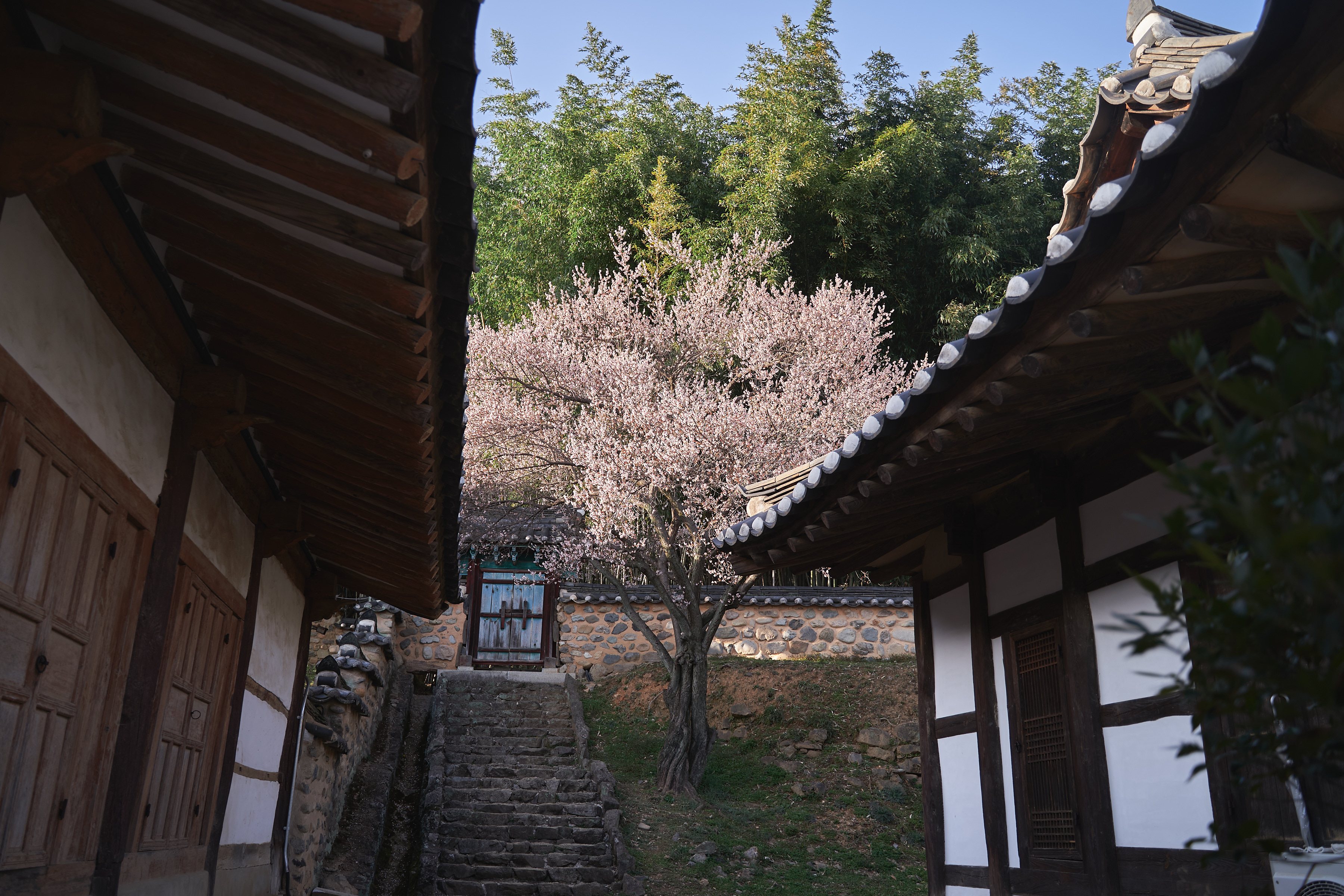 밀양향교 매화