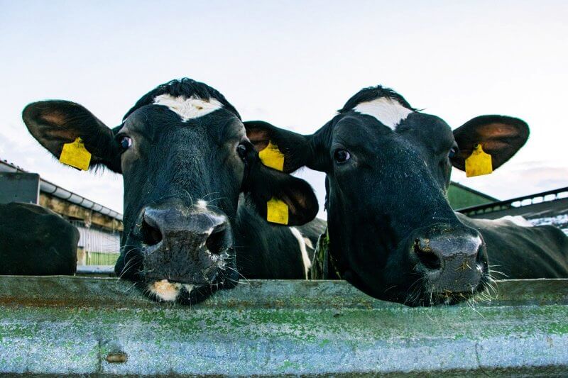 정면을-바라보는-젖소-두마리